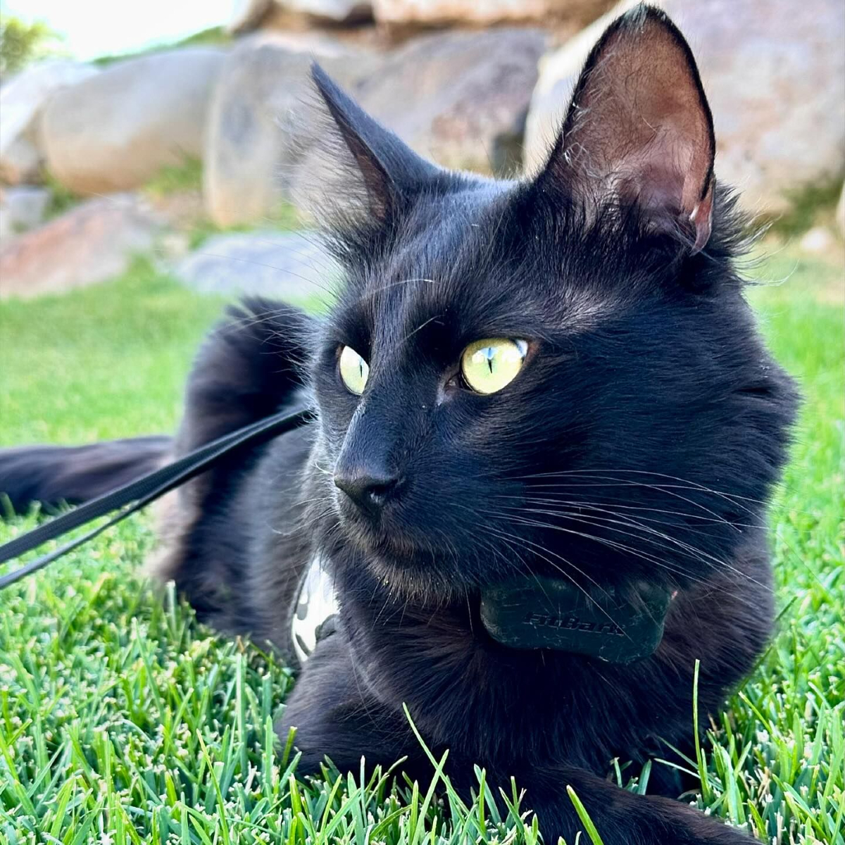 FitBark (@fitbark) on Twitter photo Major.. he has been being a little testy lately. Now that I donβt have the babies anymore taking him for walks around the yard chills him out. #majorwhiskerton #maeangora #turkishangora π· : <a href="/adriebishop/">Adrie Bishop</a> Major.. he has been being a little testy lately. Now that I donβt have the babies anymore taking him for walks around the yard chills him out. #majorwhiskerton #maeangora #turkishangora π· : <a href="/adriebishop/">Adrie Bishop</a>