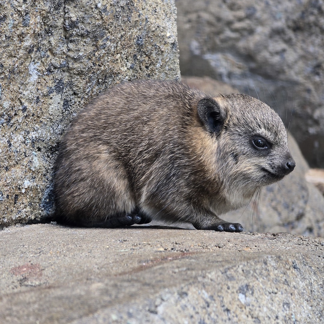 calgaryzoo's tweet photo. Exciting news! π Our adorable rock hyrax pups have been sexed, and now itβs time to name them!π
We have two females and one male, and we need your help giving our #ThreePotatoesYYC some rock-solid names! π₯
Voting closes on October 30: https://t.co/64jjwZaTM4
#YourZooYYC https://t.co/VxaQTU8Cjs