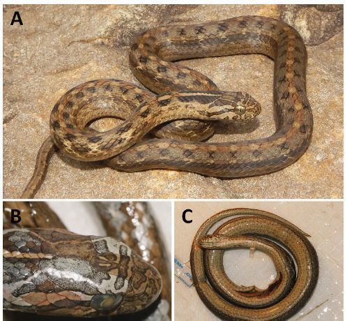 Dryophylax chaquensis (Bergna &amp; Álvarez, 1993) (Serpentes, Colubridae): first record from Cochabamba Department and a geographic range extension in Bolivia 

doi.org/10.15560/20.2.… 

#Biogeographicdistribution #InterAndean #DryForests #Pasorapa #snake #checklistjournal