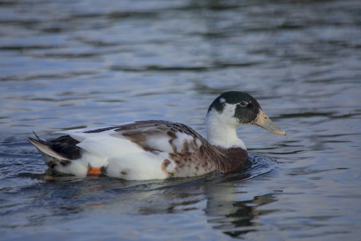 This thing rocked up on my local pond this morning. A bit Mallardy but not entirely.