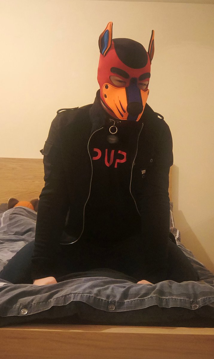 Pup Zircon tweet media
