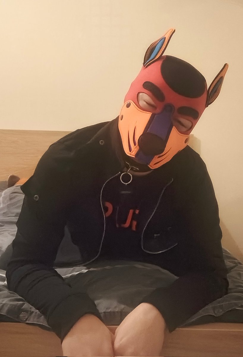 Pup Zircon tweet media