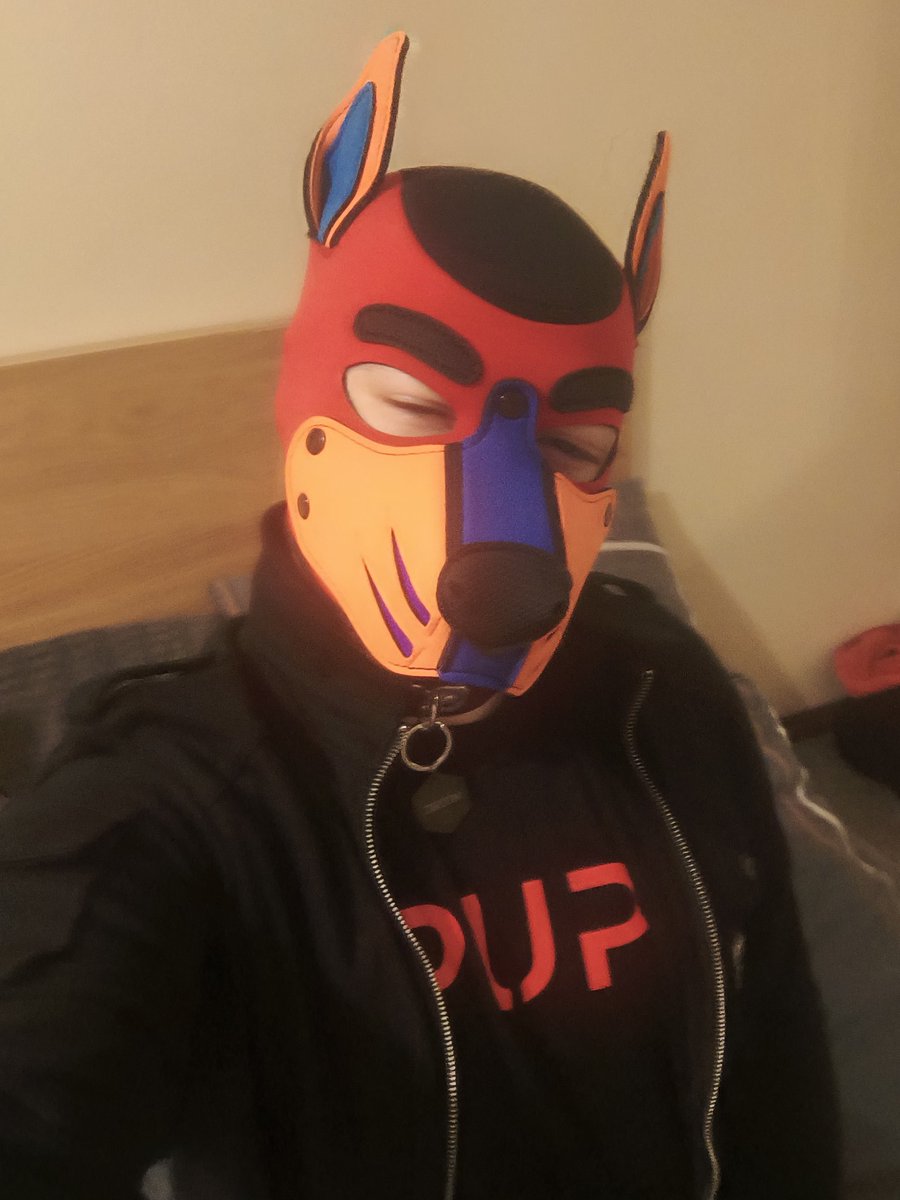 Pup Zircon tweet media