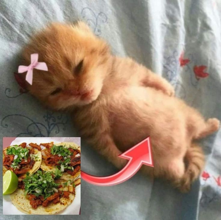 Catsillyness's tweet photo. she is full https://t.co/42Izo4fVT6