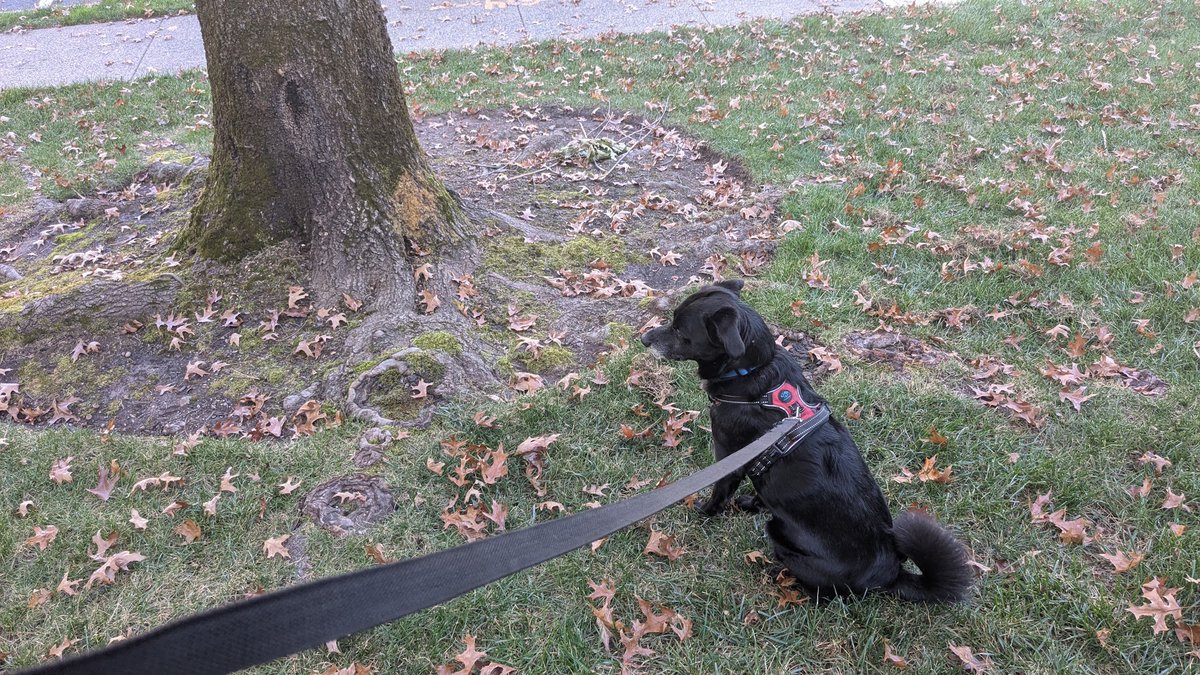 OptionsMike's tweet photo. I will outwait the squirrel.
#LIFEOFDUKE https://t.co/wfBNDwS0Rs