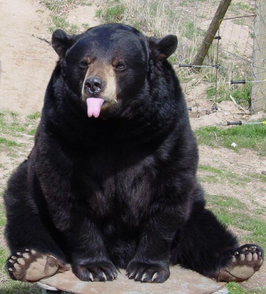 🐻 Bear 🍃 tweet media