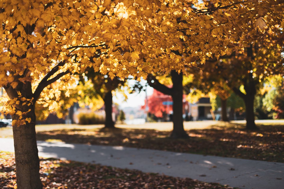 Doesn’t Luther’s campus look stunning in the fall? 🍂😮