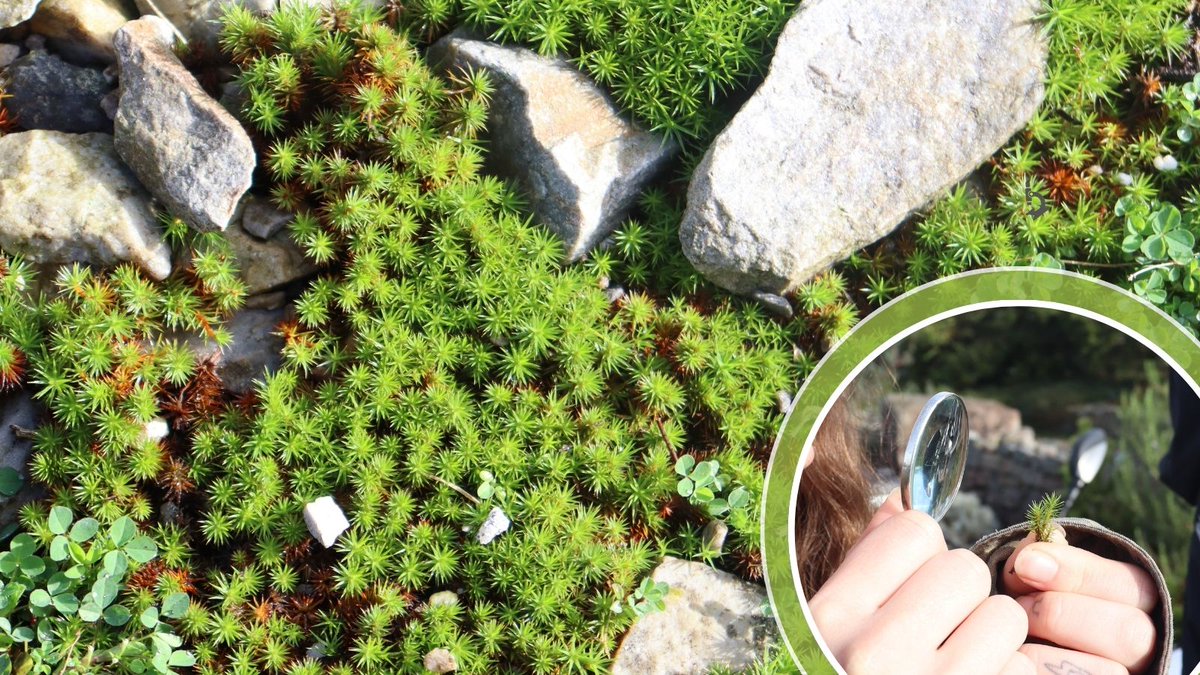 There are over 130 species of moss at the Botanic Garden! Why not come and explore the rich diversity of bryophytes that thrive here. Follow the Moss Trail to identify some of these fascinating species for yourself! 🌱
…rden-wpoffload.storage.googleapis.com/wp-content/upl…