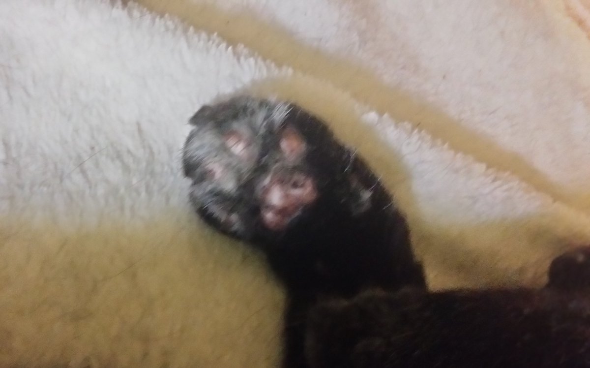 DarkKitty07's tweet photo. 皆さまお世話になっておりますDark Kitty🐈‍⬛です✨
ここ数日忙しく リプ・いいね👍やポストのお返し、フォロバ等遅れています🙇が、にゃこの手を借りつつ物事の片付けに集中して、またすぐ戻りshake itの応援します🎸素敵な皆様と繋がれたことに感謝しています🙏これからもよろしくお願いします🥰
#感謝 https://t.co/RUnG22eQcz