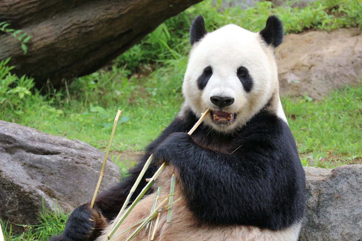 ma2panda's tweet photo. うまうま🌰

＃松坂屋上野店みんなのパンダ写真展
#リーリー #力力 #上野動物園 https://t.co/JO6eBCCunb