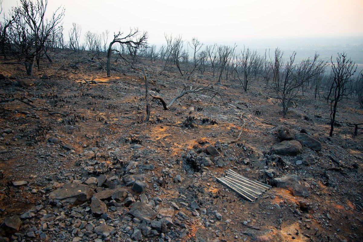 Carbon Brief (@carbonbrief) on Twitter photo NEW – Climate change almost wipes out decline in global area burned by wildfires | <a href="/AyeshaTandon/">Ayesha Tandon</a> w/ comment from <a href="/Jones_MattW/">Matt Jones</a> <a href="/SeppeLampe/">Seppe Lampe</a> David Bowman and Maria Barbosa
Read here: buff.ly/4hb5vYz NEW – Climate change almost wipes out decline in global area burned by wildfires | <a href="/AyeshaTandon/">Ayesha Tandon</a> w/ comment from <a href="/Jones_MattW/">Matt Jones</a> <a href="/SeppeLampe/">Seppe Lampe</a> David Bowman and Maria Barbosa
Read here: buff.ly/4hb5vYz