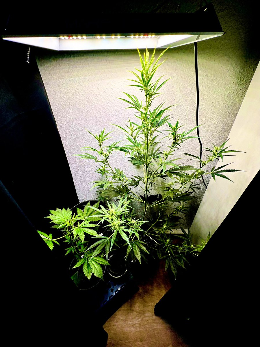 UncleDommyGrows's tweet photo. My Grand Daddy Purple keeps growing taller and taller. Unfortunately, the little babies can’t keep up. Any tips? https://t.co/Wtm6KbBdOo