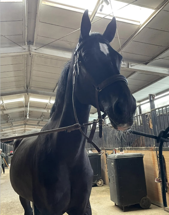 stephiessi's tweet photo. Dark-skinned sweet girl
If you take good care of yourself, you can still be a beautiful pony https://t.co/2HjaQ7Ddda