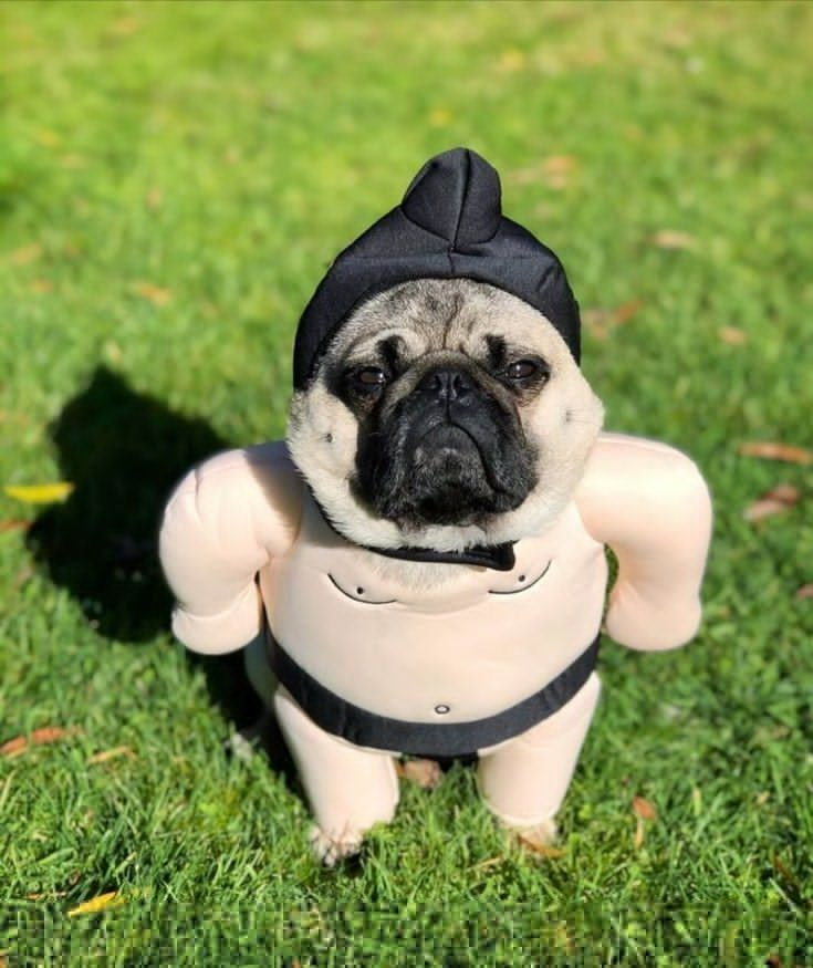 Pug_buffet's tweet photo. 😆😆😆 https://t.co/c9u39EBysi