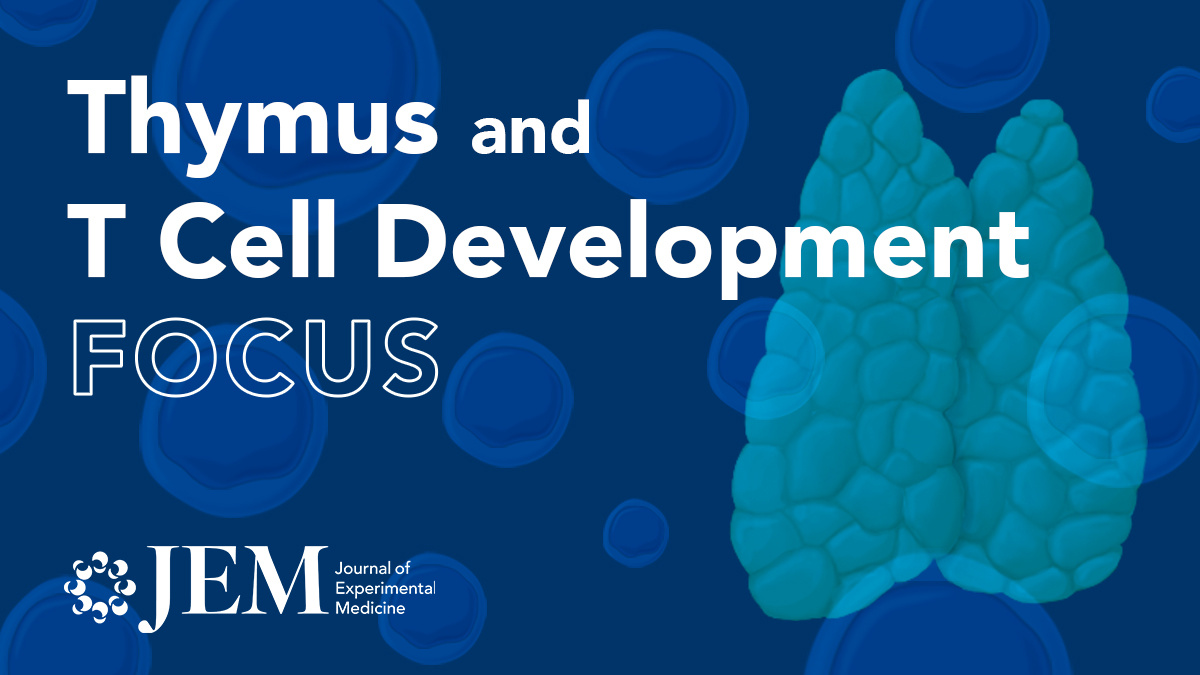 JExpMed's tweet photo. In this review, @evrlab, @boyoung__shin & colleagues @Caltech comprehensively discuss the dynamics of #transcriptional network regulating T cell lineage commitment π https://t.co/xAG2YU13nK
ππ Explore our #Thymus & #TCellDevelopment Focus: https://t.co/tuDGg1WIGr https://t.co/SnCNX5M2ss