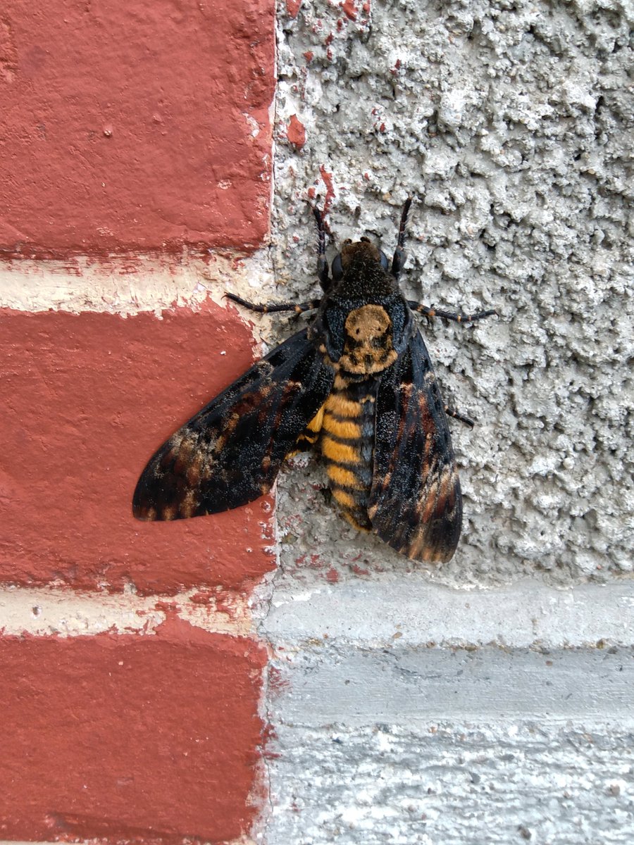I_Love_Cats2014's tweet photo. This deaths head moth was huge couldn't miss him as he stuck out. However when I came back he was gone.
#deathsheadmoth #largeinsects #insects_of_our_world #insects #unusualcreatures #moths #naturelovers #NaturePhotography https://t.co/m0lvlU1Gv9
