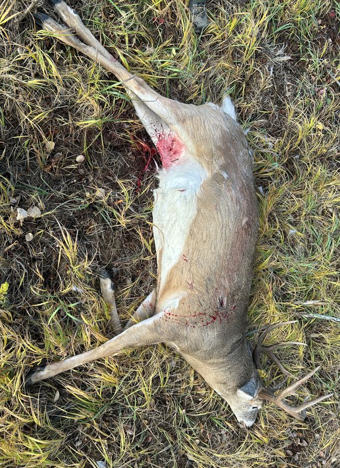FWEnforcement's tweet photo. (1/4) Seeking the public’s assistance! 

Fish and Wildlife Enforcement Services is requesting information about a poaching incident involving a white-tailed buck found in the Slave Lake District. https://t.co/3O9FEt5fgt