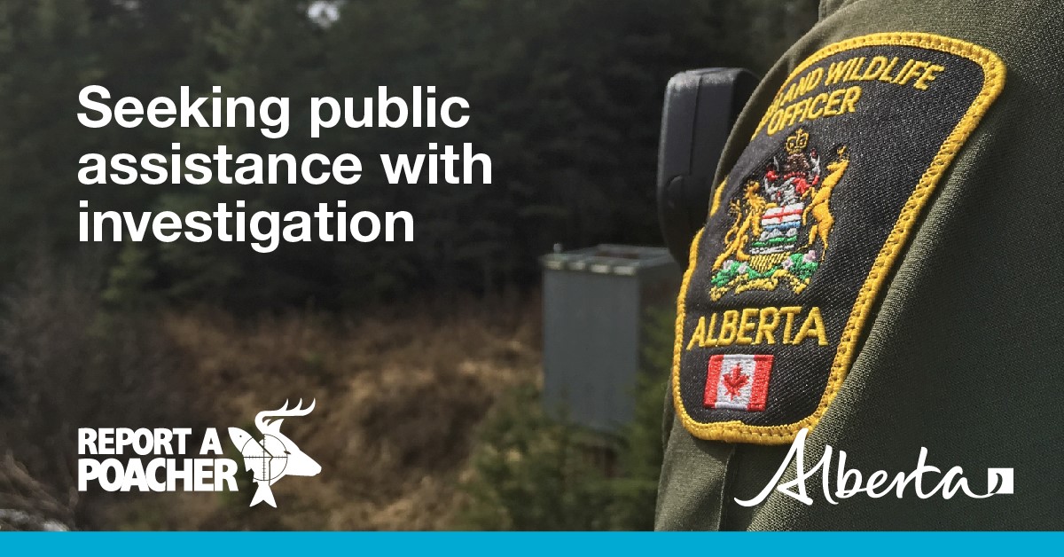 FWEnforcement's tweet photo. (1/4) Seeking the public’s assistance! 

Fish and Wildlife Enforcement Services is requesting information about a poaching incident involving a white-tailed buck found in the Slave Lake District. https://t.co/3O9FEt5fgt
