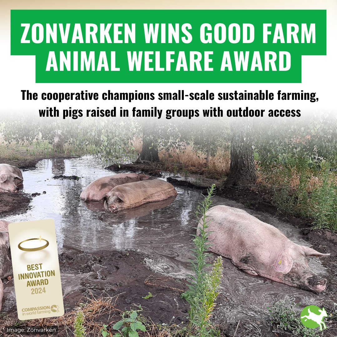 Our Best Innovation Award goes to <a href="/ZonVarken/">𝙕𝙤𝙣𝙫𝙖𝙧𝙠𝙚𝙣</a>. 👏

An innovative cooperative founded by four Dutch entrepreneurs. Pigs are raised in family groups with access to outdoor spaces, allowing them to express their natural behaviours such as rooting, foraging and wallowing. 

#GFAWA2024