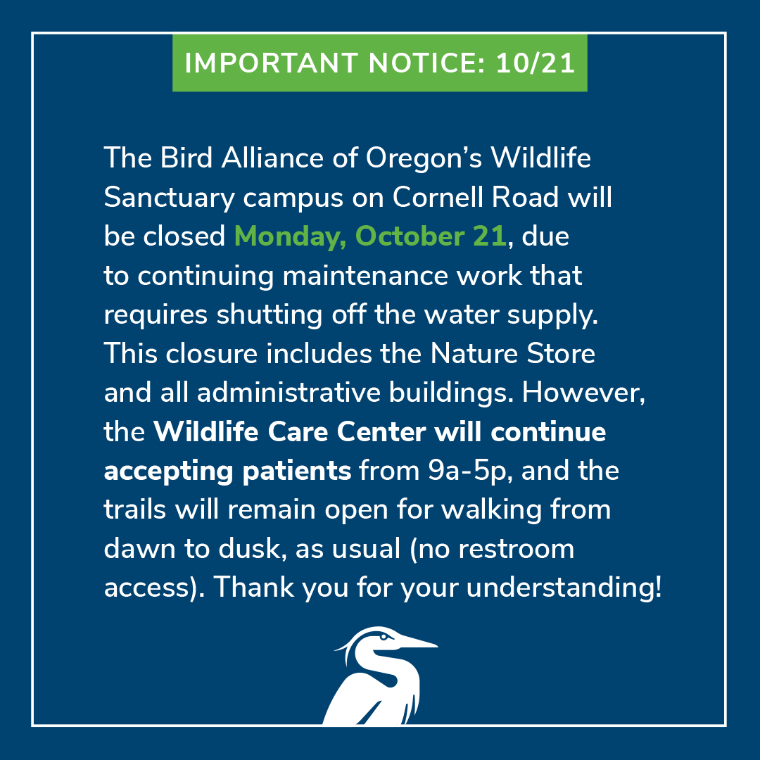 Bird Alliance of Oregon (@birdallianceor) on Twitter photo 