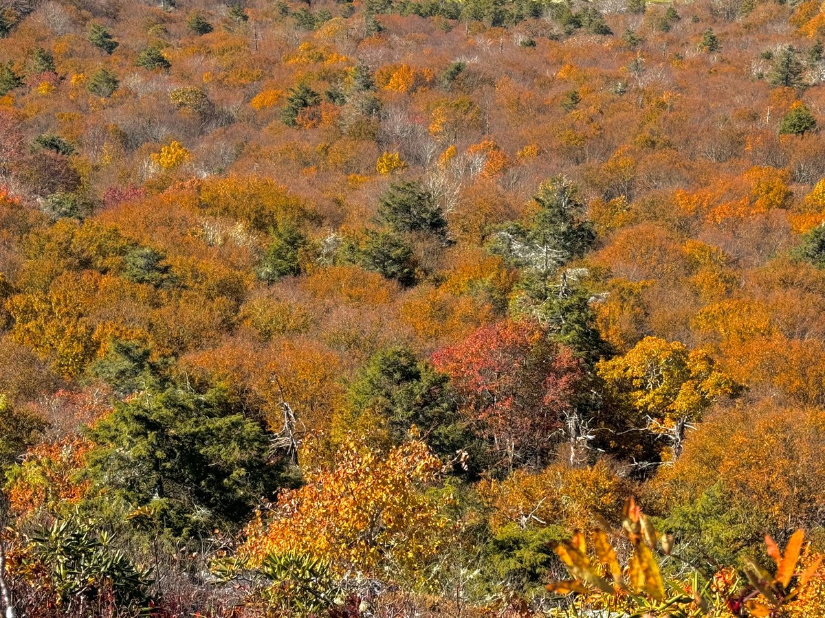 app_life_'s tweet photo. Stunning fall scenes in western NC this week 🍂 https://t.co/TMwhHKbUYF