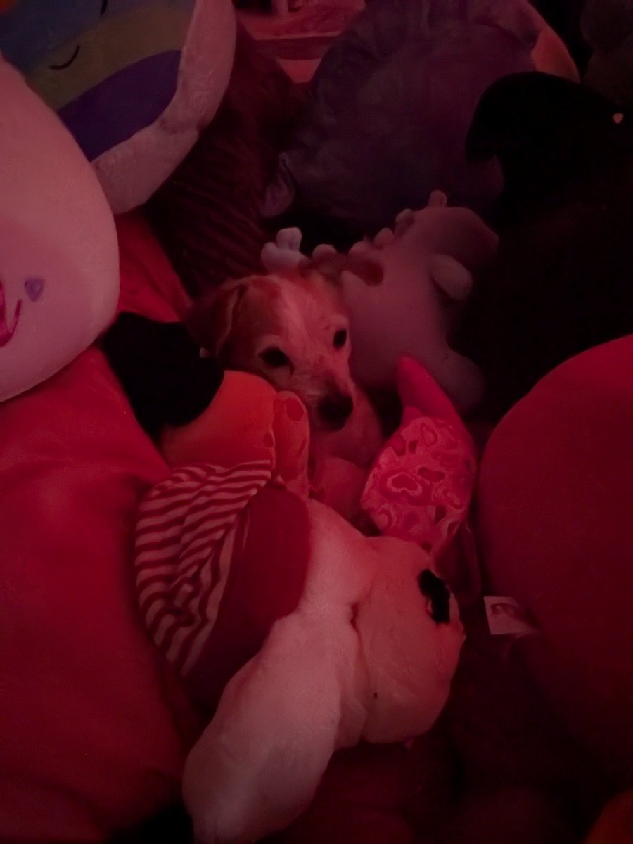 Having to care for a 14yr old dog with doggy dementia is tiring. I was up until 1am trying to get him to go to sleep. He was sundowing. I think the nightlight I need to sleep was making it worse, in retrospect. No light tonight then. My lil Meatball. My lil fat man. 🖤🐶