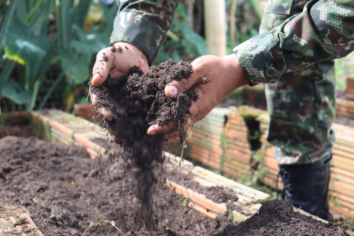 Ejercito_CAAID's tweet photo. Con el esfuerzo y dedicación de nuestros soldados del @COL_EJERCITO, cultivamos la tierra para fortalecer lazos, cosechar frutos y preservar las costumbres en la comunidad de Guamal, #Meta. 🌱
Nuestra #VeredaModelo sigue creciendo y floreciendo.
#NuestroCompromisoEsColombia https://t.co/3Dtb4mPfTx