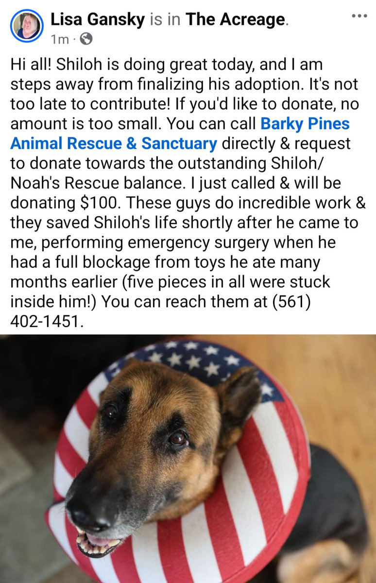 Please consider donating to help pay Shiloh's vet bills! Barky Pines is an awesome clinic &amp; no kill shelter. I'm so happy they helped me get this beautiful boy healthy again, &amp; I'm so excited to be adopting him!