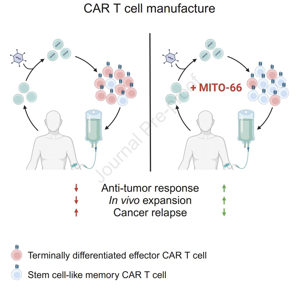 Oncology Division - Geneva University Hospital (@doncologie) on Twitter photo 🚨 Just published <a href="/MolTherapy/">Molecular Therapy</a>🚨 @MathiasWenes, <a href="/MiglioriniDenis/">Denis Migliorini</a> and al. show CAR T cells production with MITO-66, a novel mitochondrial pyruvate carrier inhibitor induces a stem cell-like memory T cells superior in preventing relapse in B-ALL. @FondationIsrec <a href="/UNIGEnews/">Université de Genève</a> 🚨 Just published <a href="/MolTherapy/">Molecular Therapy</a>🚨 @MathiasWenes, <a href="/MiglioriniDenis/">Denis Migliorini</a> and al. show CAR T cells production with MITO-66, a novel mitochondrial pyruvate carrier inhibitor induces a stem cell-like memory T cells superior in preventing relapse in B-ALL. @FondationIsrec <a href="/UNIGEnews/">Université de Genève</a>