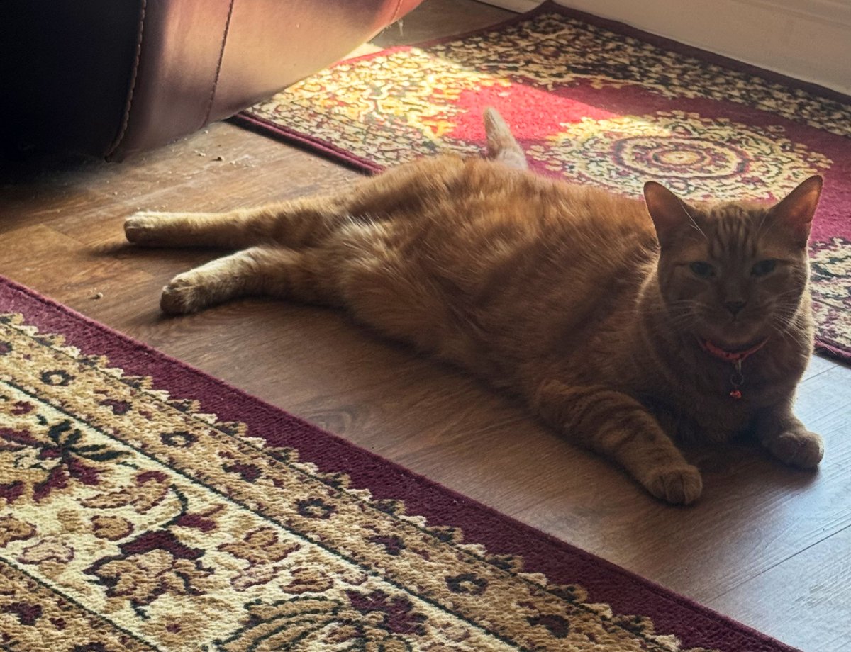 MsB0759's tweet photo. A couple of Monday sploots in a sun puddle…love when he does that❣️🐯🍊🧡 #CatsOfTwitter #CatsOfX #CatsOnX #splooting https://t.co/cuctaAAASp