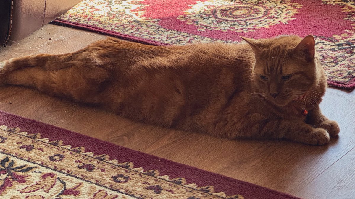 MsB0759's tweet photo. A couple of Monday sploots in a sun puddle…love when he does that❣️🐯🍊🧡 #CatsOfTwitter #CatsOfX #CatsOnX #splooting https://t.co/cuctaAAASp