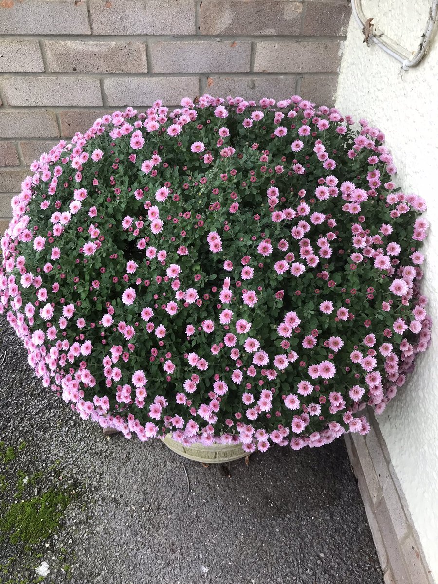 CliveAlexander5's tweet photo. Our chrysanthemum never lets us down had it years https://t.co/wRPUDSH0JP