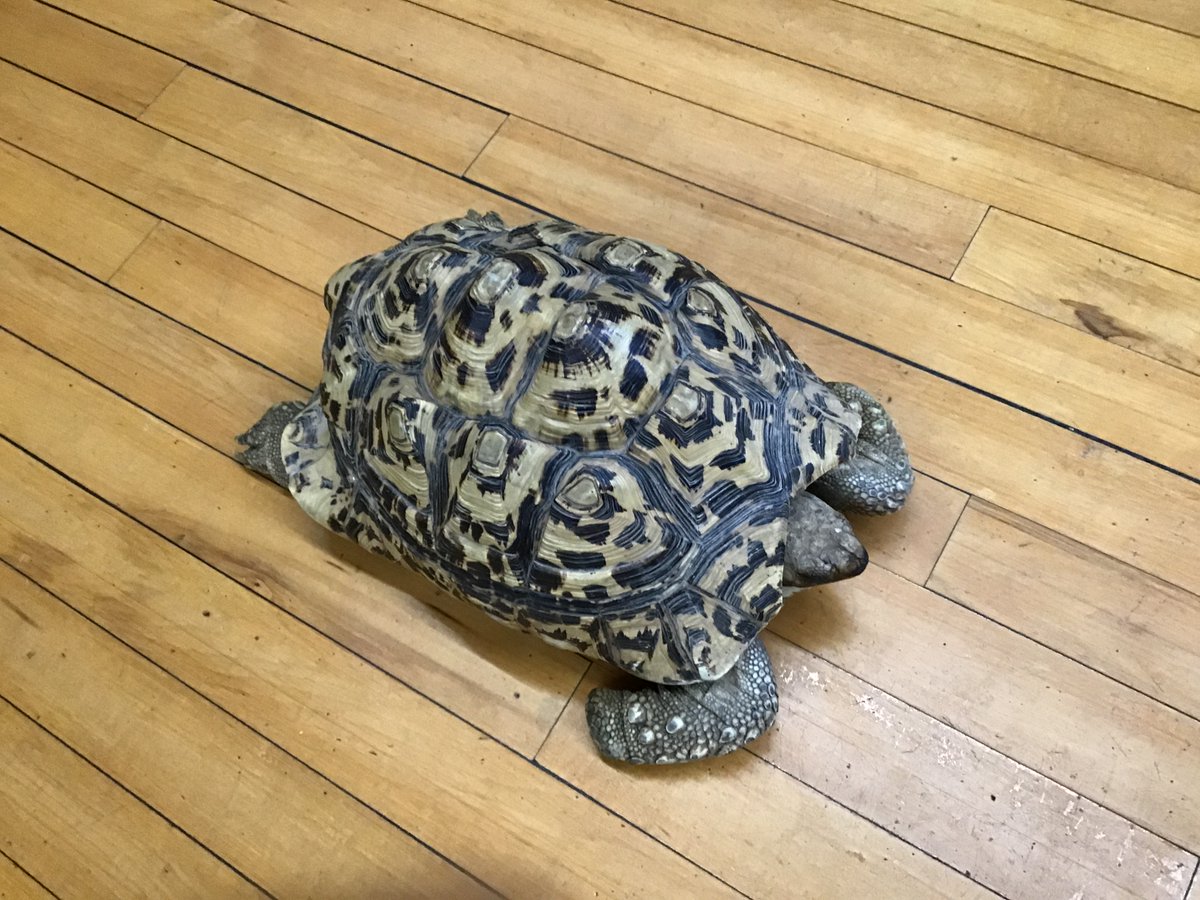 wiggiprimary's tweet photo. Exotic Animal Encounters! Today was a memorable first hand learning experience of the different animal groups for all children in KS1. In assembly the whole school got to see and learn about a leopard tortoise, pythons, skunks, and armadillos #wiggiscience #wiggiwellbeing https://t.co/ZjRuN3O6hx