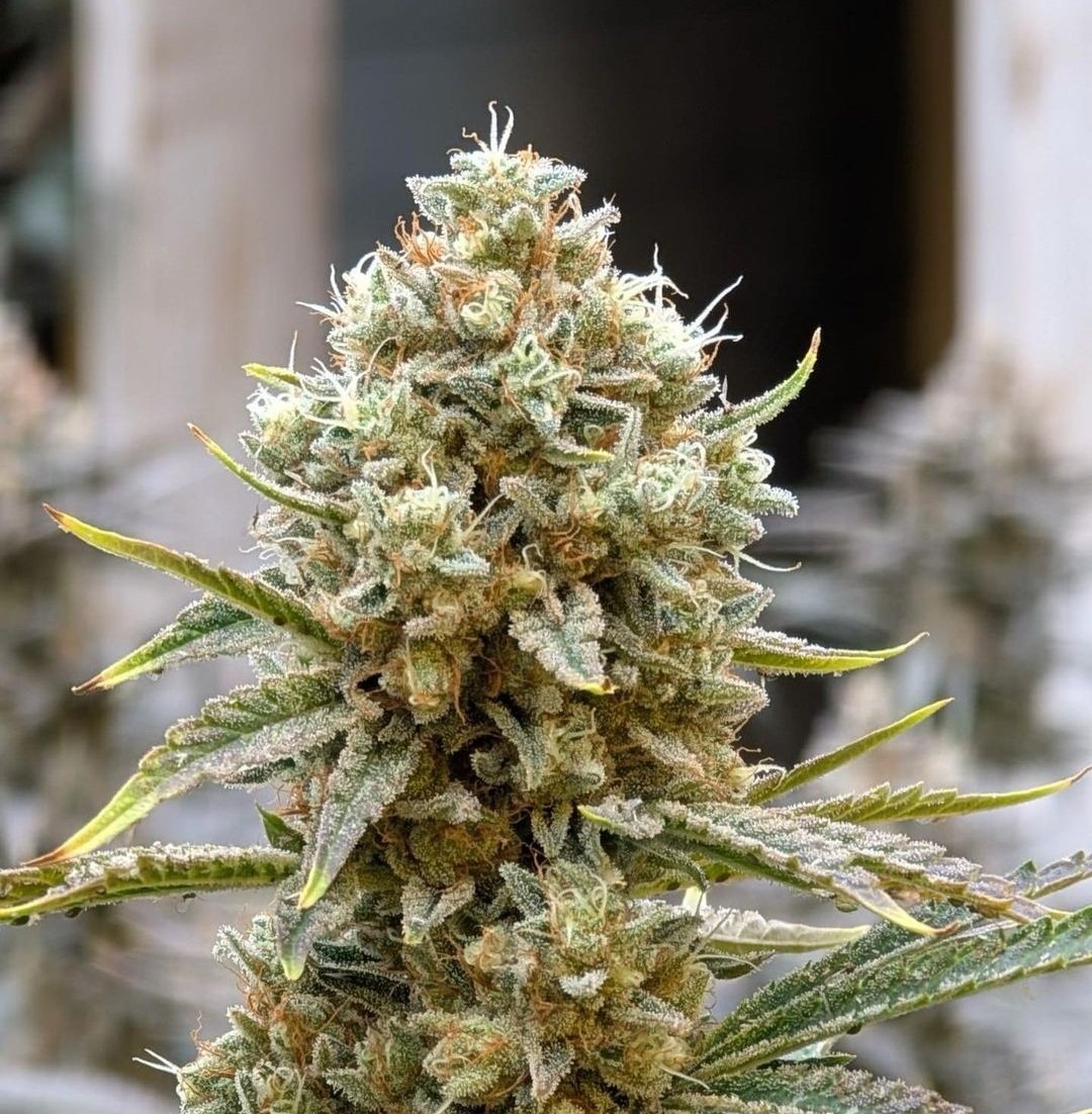 Terpyholistics's tweet photo. Orange cream Pop Ice
From the farm in upstate NY 💚🔥💚🌬

#Mmemberville #cannabisculture #CannabisCommunity #weedsmokers #420community https://t.co/oplzC8bez0