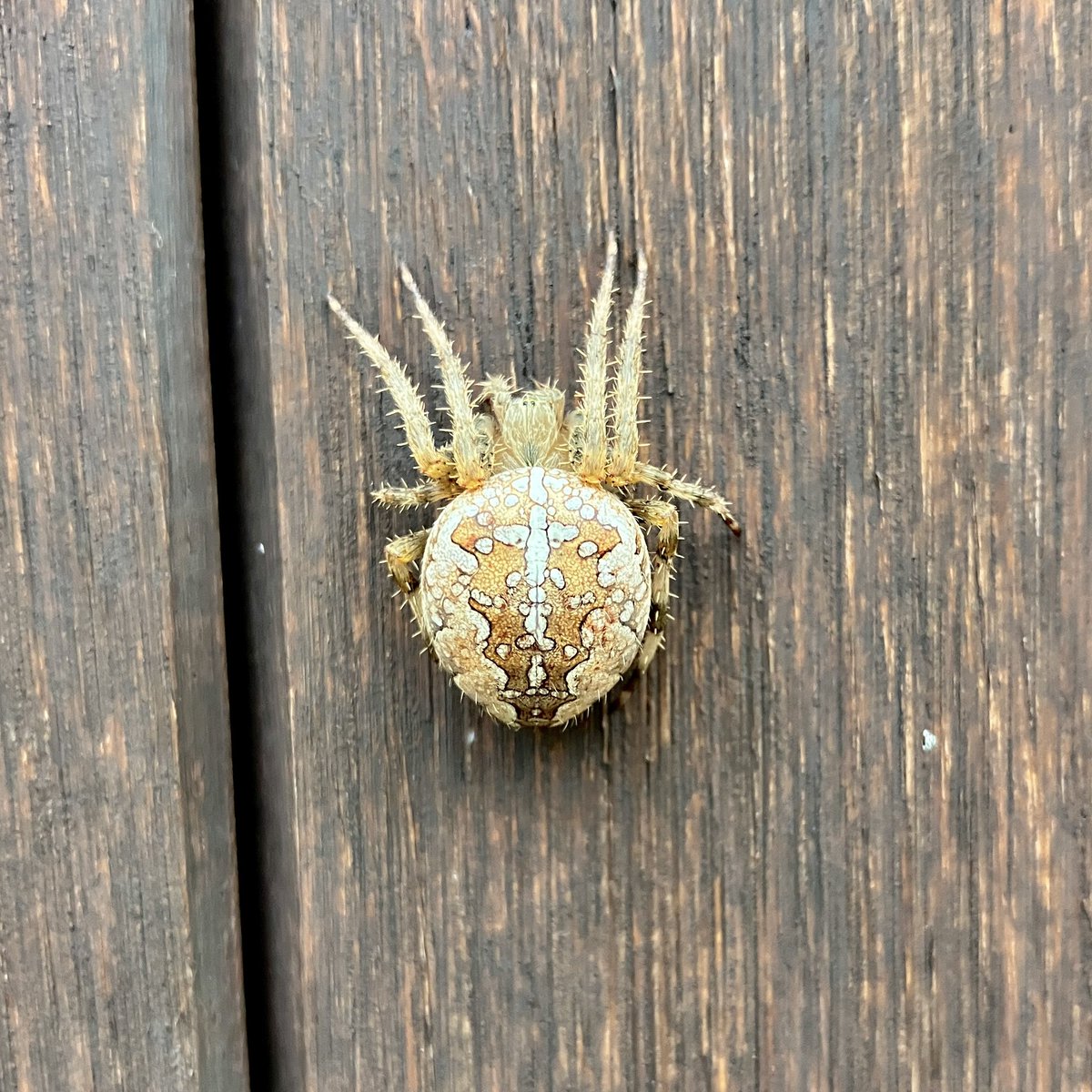 Albert Wester Terschelling Photography  tweet media