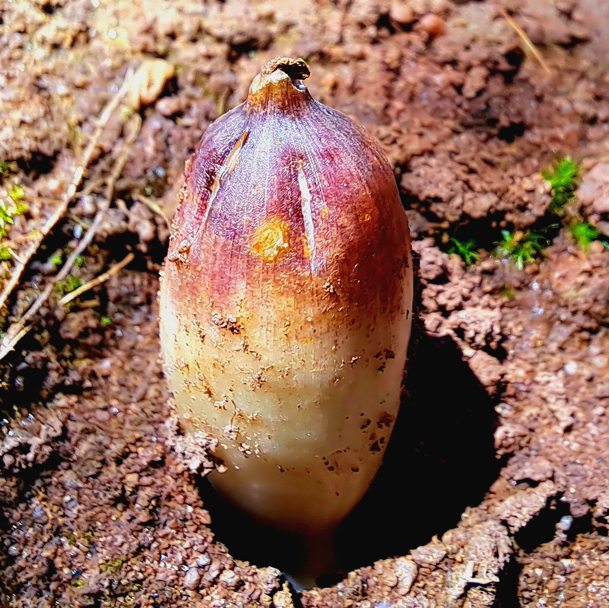 Botanical_'s tweet photo. Scent-mediated bee #pollination & myrmecochory in an enigmatic #geophyte with pyrogenic flowering & subterranean development of fleshy fruits
New #AJB research by Ian Kiepiel & Steven Johnson
https://t.co/r0TpLC0OKR #Botany #SeedDispersal #Ants @wileyplantsci https://t.co/hxTfAkM8Hv