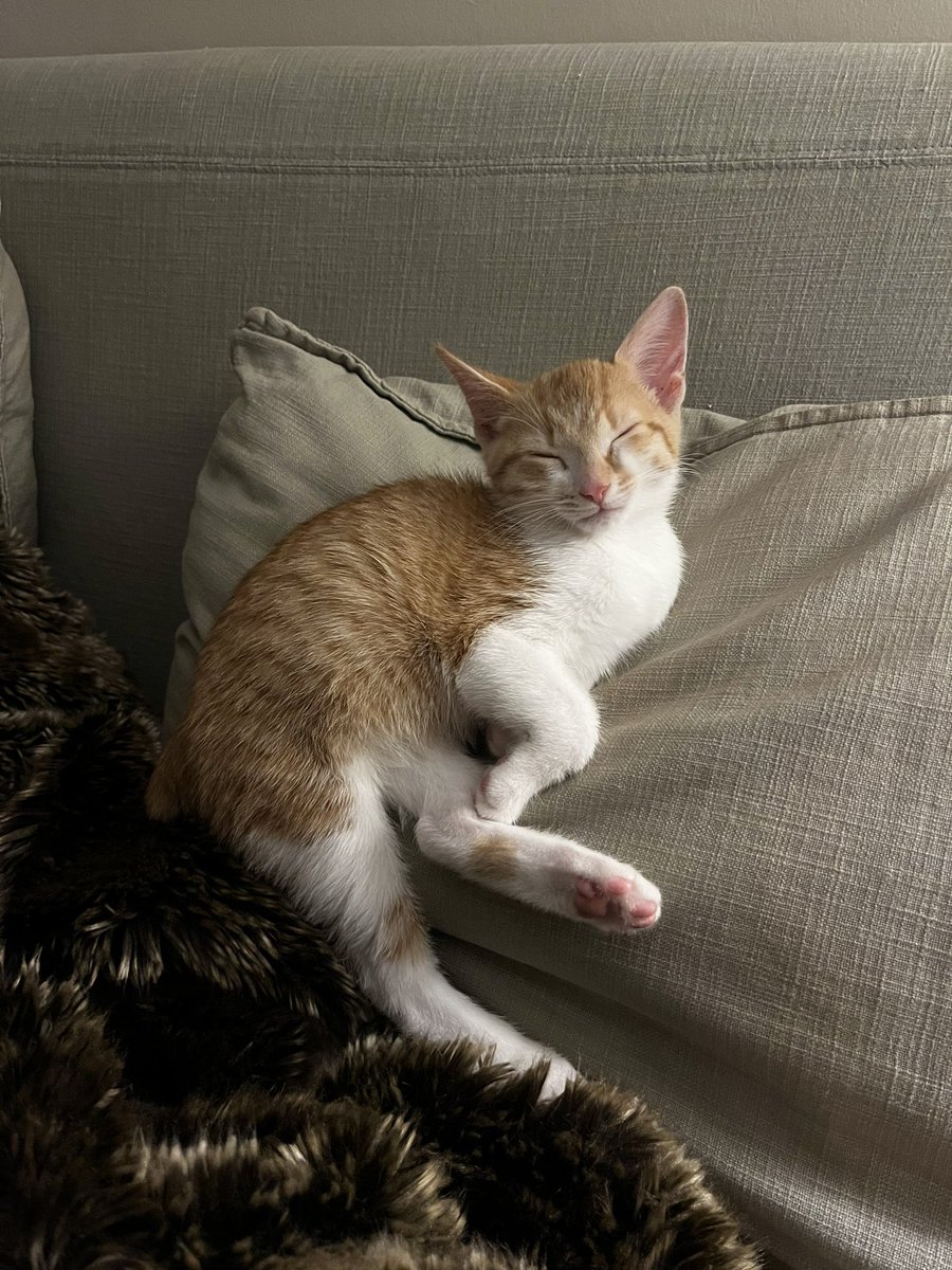 HaveSomeKoco's tweet photo. I can’t believe I went this long without a cat he’s the love of my life https://t.co/MRvS0oe5Ya