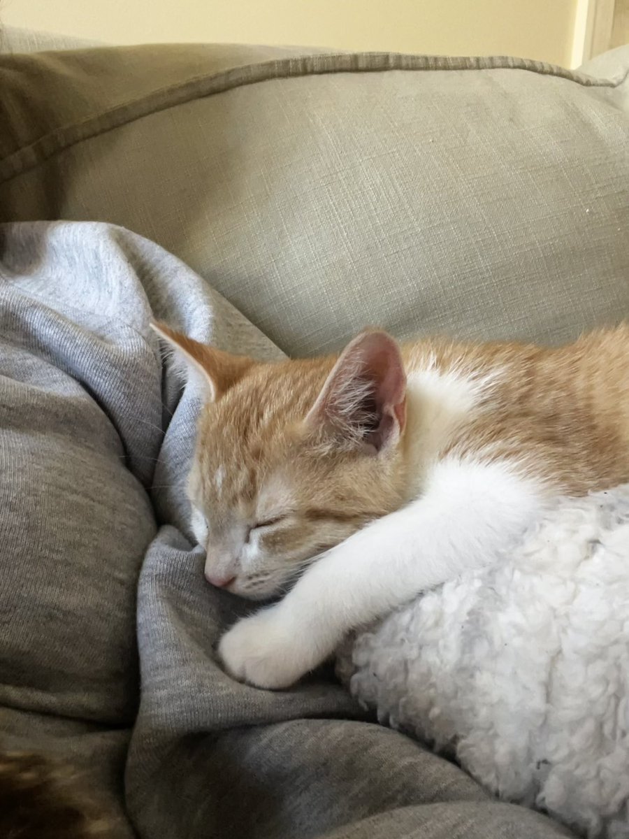 HaveSomeKoco's tweet photo. I can’t believe I went this long without a cat he’s the love of my life https://t.co/MRvS0oe5Ya