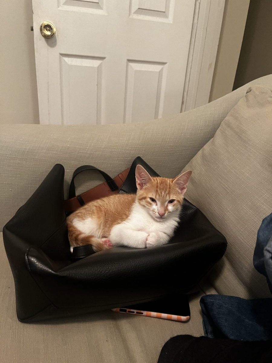 HaveSomeKoco's tweet photo. I can’t believe I went this long without a cat he’s the love of my life https://t.co/MRvS0oe5Ya