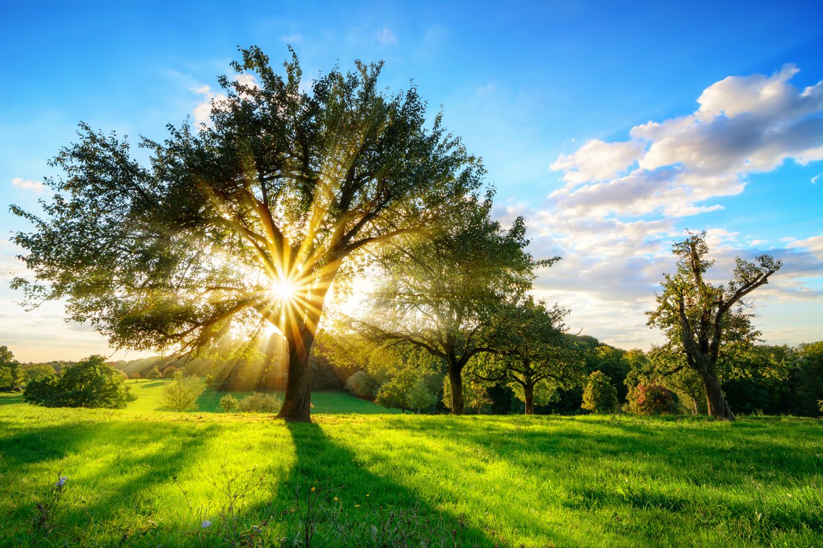Did you know? The benefits of trees extend far beyond the beauty they bring to the landscape. Trees give off oxygen, reduce the amount of stormwater runoff, provide protection, and offer many other social environmental &amp; economic benefits. georgiaarborist.org #GAA #trees