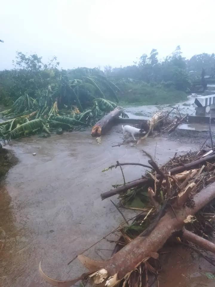 Inés María Chapman Waugh tweet media