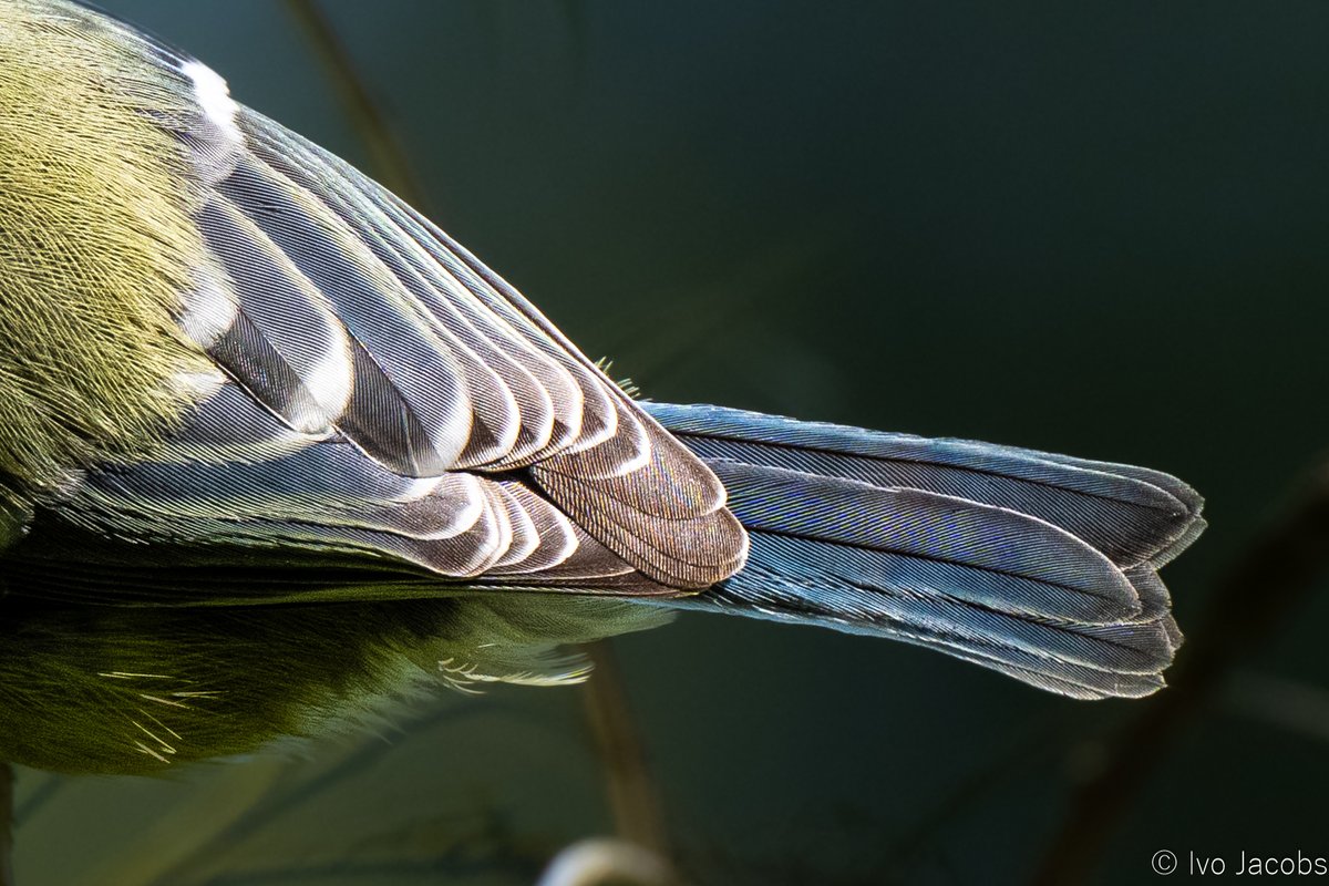 Ivo_Jacobs_'s tweet image. The beautiful tail of a blue tit