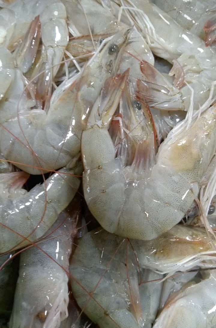 Udang laut (jerbung) baru masuk gaess.. size sedang
