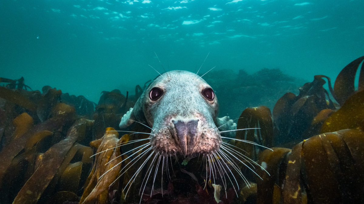 MarcelGeven's tweet photo. ‘Mensen beschermen alleen waar ze van houden’. #JacquesCousteau 'De Wilde Noordzee' Een avontuurlijke film van Peter van Rodijnen en fraaie composities @svenhammond Zien, horen, ervaren! https://t.co/OpaVkhKQSJ
