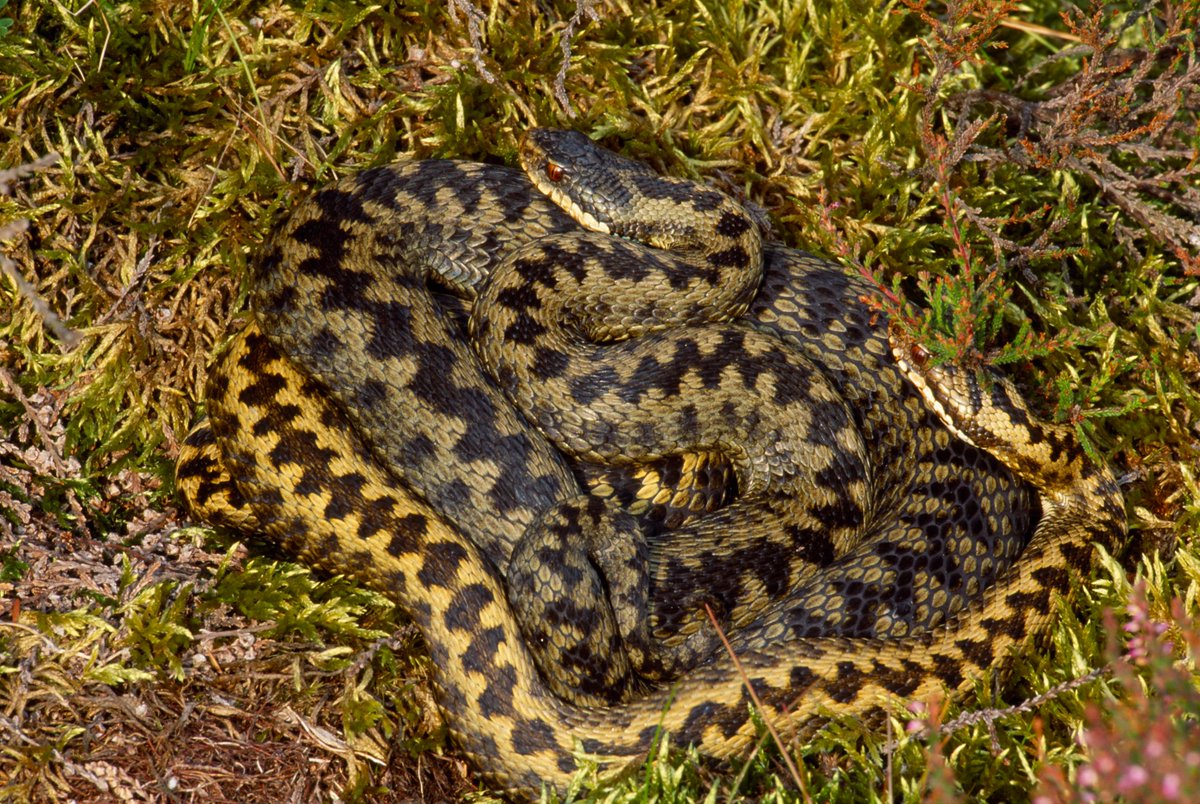 It'ssssss #WorldReptileDay! Join usssss in celebrating these beautiful and wonderful creatures and the importance of protecting their vital habitats. 

You can find three reptiles in Northumberland National Park. These include the common lizard, the slow-worm and the adder.
