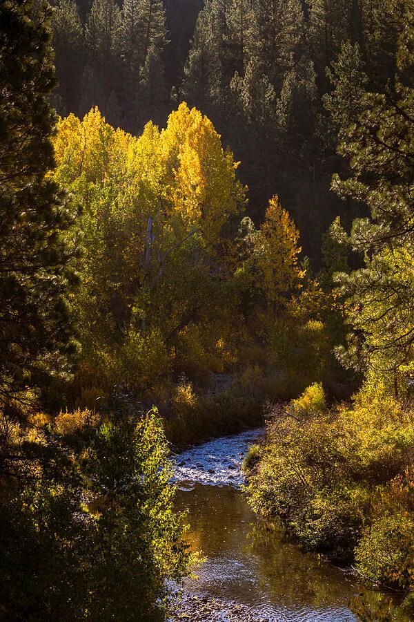 tpeakphotos's tweet image. Susan River Autumn Vista - Lassen County California

Prints and merchandise available:  buff.ly/3Yhbqm6 

#fallcolors #xnaturecommunity #railstotrails