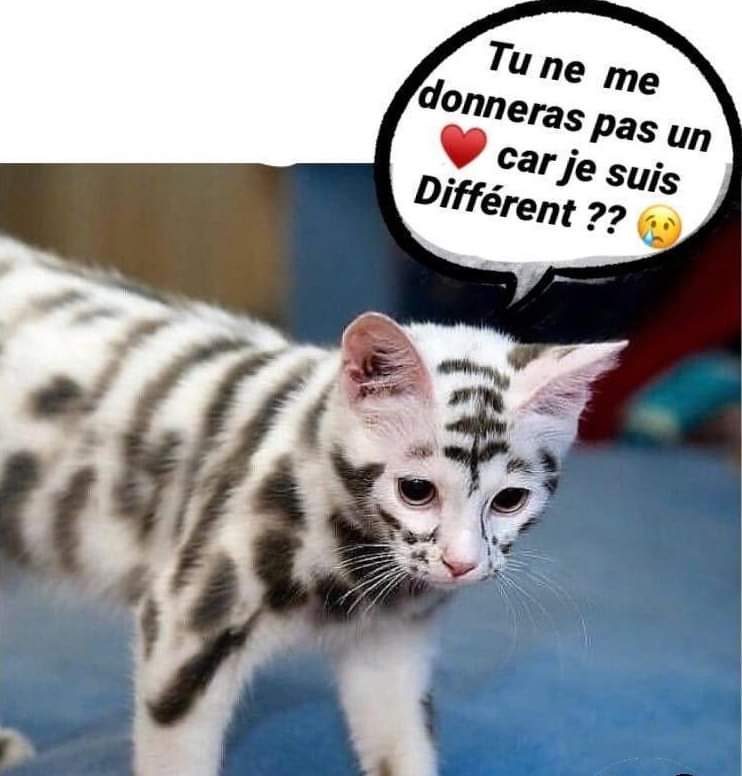 Planimaux tweet media