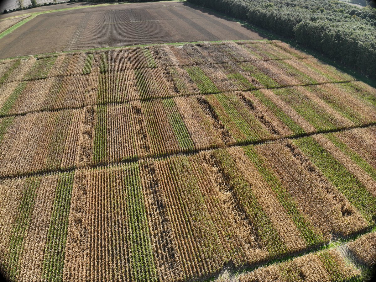 Erick Oliva tweet media