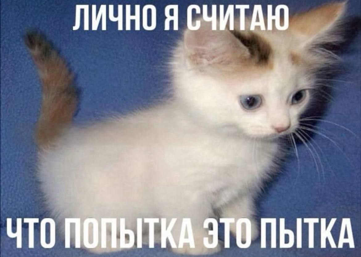 catsilcats's tweet photo. https://t.co/jchuzw1quZ