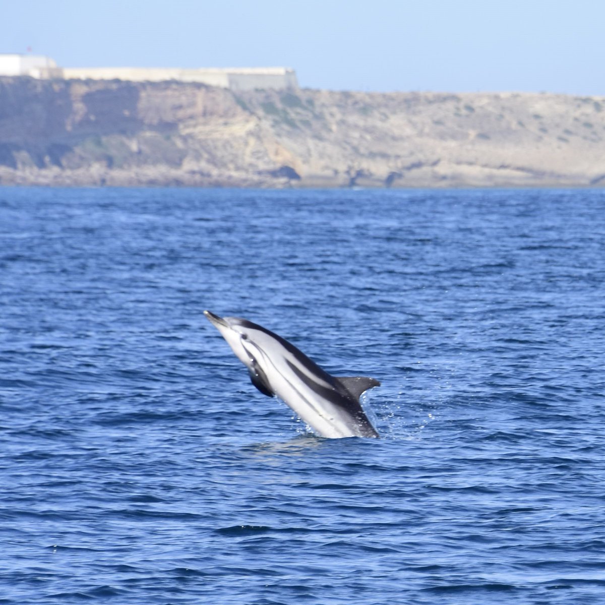 MARILIMITADO's tweet photo. Yesterday we spot for the first time this year striped dolphins (𝘚𝘵𝘦𝘯𝘦𝘭𝘭𝘢 𝘤𝘰𝘦𝘳𝘶𝘭𝘦𝘰𝘢𝘭𝘣𝘢). 🐬

📸 Inês Mota

#stripeddolphin #dolphins #cetaceans #oceansafari #atlanticocean #sagres #rotavincentina #visitalgarve #visitsagres #marilimitadosagres #marilimitado https://t.co/kpg9uzdPJo